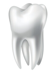 Tooth anatomy. Medical banner or poster illustration. Realistic white tooth mockup. Vector dental symbol. Healthy white tooth
