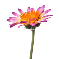 pink flower isolated on transparent background cutout