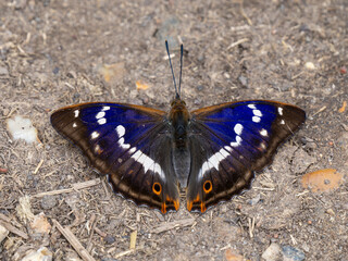Fototapeta na wymiar Purple Emperor Butterfly Feeding on the Ground
