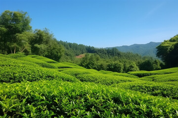 Fototapeta na wymiar Green Tea field plantation with beautiful wide angle with blue sky.Generative Ai.