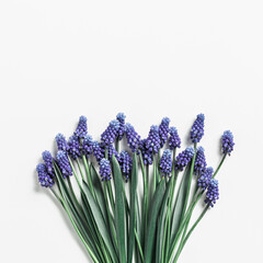 Fototapeta premium Spring flowery minimal flat lay from Muscari flowers. Blue blooming florets on white background, copyspace. Beautiful spring flower grape hyacinth close-up, delicate blooms bouquet, aesthetic