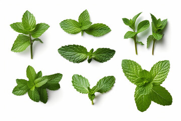 Set of fresh mint leaves on white background.Generative Ai.