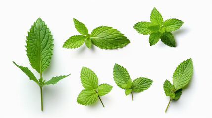 Set of fresh mint leaves on white background.Generative Ai. - obrazy, fototapety, plakaty