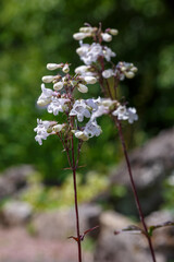 Penstemon ( lat. Penstemon) is a genus of plants of the Plantain family ( Plantaginaceae )