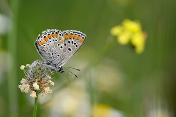 Brown argus // Kleiner Sonnenröschen-Bläuling (Aricia agestis) - Greece