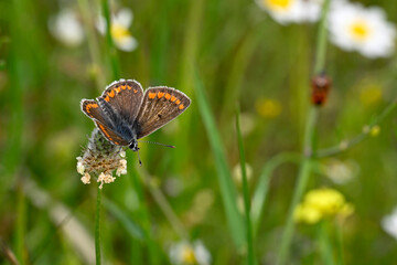Brown argus // Kleiner Sonnenröschen-Bläuling (Aricia agestis)