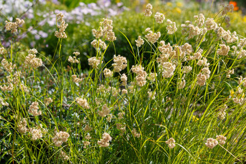 Fototapeta premium Luzula nivea, commonly known as snow-white wood-rush, snowy wood-rush and lesser wood-rush