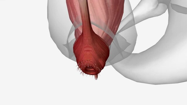 Sigmoid and Rectum, Anal sphincter muscle