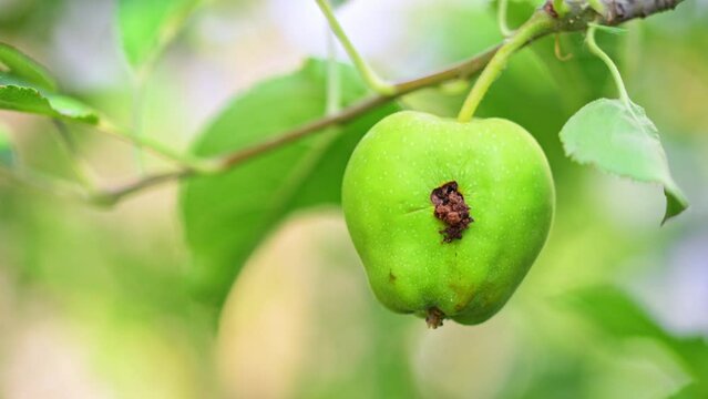 Wormy apple on a tree in the garden