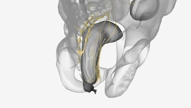 The inferior hypogastric plexus is a bilateral structure situated on either side of the rectum, lower part of the bladder,