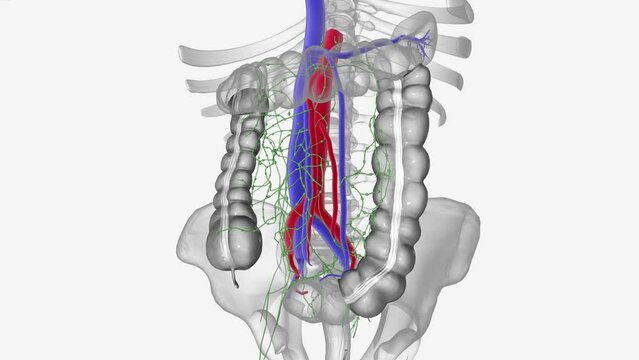 The lymphatic system is a network of tissues, vessels and organs that work together to move lymph back into your your bloodstream