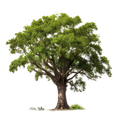 Obraz premium tree isolated on transparent background cutout