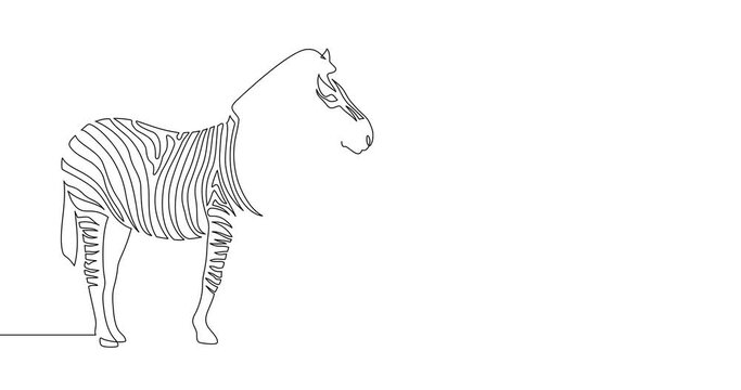 Animation of an image drawn with a continuous line. Zebra.