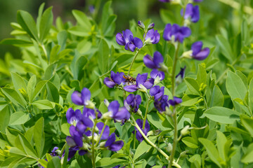 Baptisia ( lat. Baptisia ) is a genus of flowering plants belonging to the legume family ( Fabaceae )