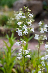 Penstemon digitalis ( Latin  Penstemon digitalis ) is a species of flowering plant in the plantaginaceae family . The flowers are white and bloom in summer. © Flower_Garden