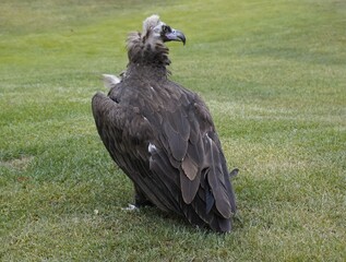 The cinereous vulture (Aegypius monachus) is a large raptor in the family Accipitridae and distributed through much of temperate Eurasia.