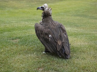 The cinereous vulture (Aegypius monachus) is a large raptor in the family Accipitridae and distributed through much of temperate Eurasia.
