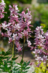 White ash tree ( lat. Dictamnus albus ) is a species of perennial herbaceous plants of the genus Ash tree ( Dictamnus ) of the Rutaceae family