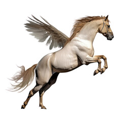 Naklejka na ściany i meble wing white horse running isolated on transparent background cutout
