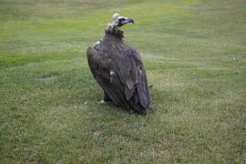 The cinereous vulture (Aegypius monachus) is a large raptor in the family Accipitridae and distributed through much of temperate Eurasia.