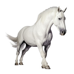 Naklejka na ściany i meble white horse isolated on transparent background cutout