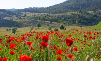 A beautiful field of vibrant red poppy flowers