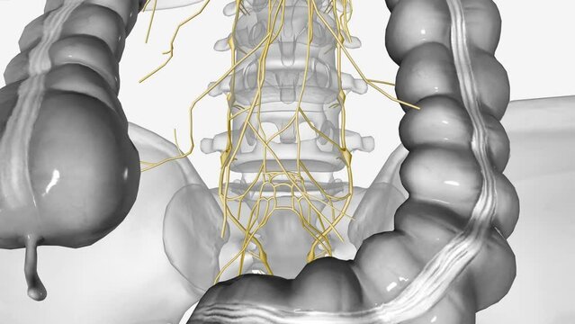 Superior hypogastric plexus