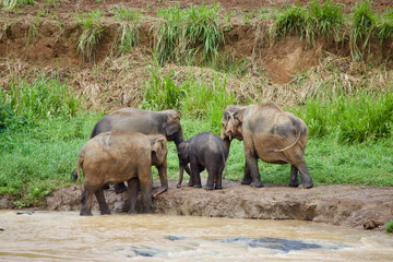 Fototapeta premium Sri Lankan Elephants 
