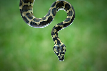 snake in the grass