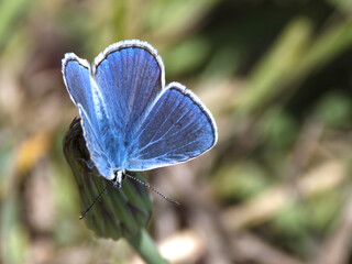 blue butterfly on a flower