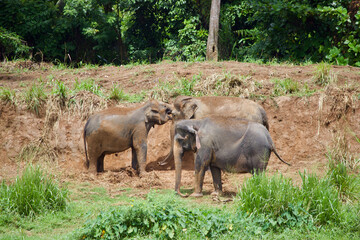 Obraz premium Sri Lankan Elephants 