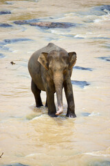 Obraz premium Sri Lankan Elephants 