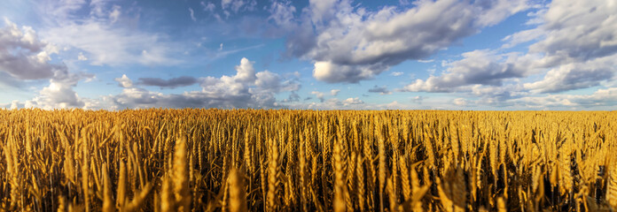 A field of wheat with a beautiful blue sky and clouds in the colors of the flag of Ukraine.