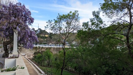Wisteria blooms in Sintra in spring in sunny weather and the trees begin to turn green