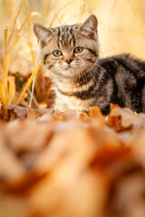 Katze, Kätzchen spielt im Garten im Herbstlaub, goldener Gerbst