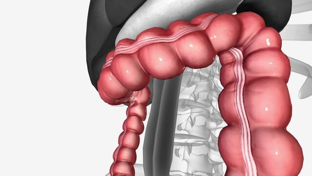 transverse colon is the longest and most movable part of the colon