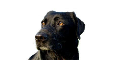Beautiful head of a black labrador dog looking away with its beautiful deep look and brown eyes on a white background. This dog has dewdrops on his snout.