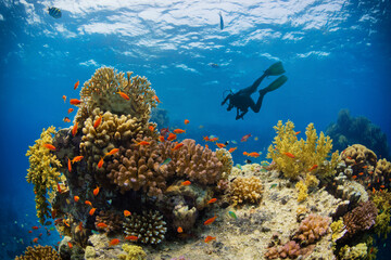Naklejka na ściany i meble Silhouette of scuba diver exploring coral reef.