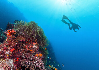 Silhouette of scuba diver exploring coral reef.