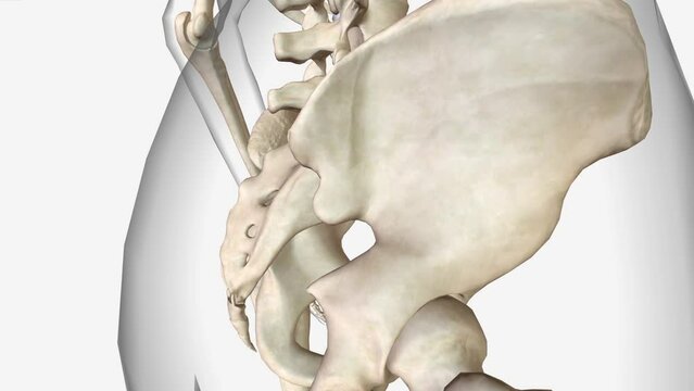 Bone Marrow Location, Hip bone