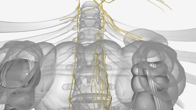 Superior mesenteric plexus