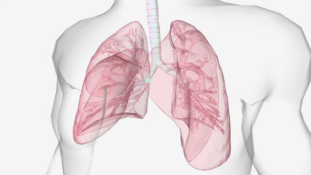 respiratory rate, or your breathing rate, is the number of breaths you take per minute