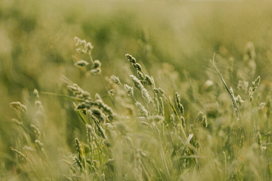 Orchardgrass Pasture