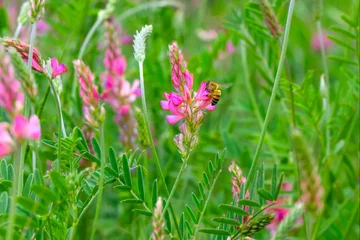 Keuken spatwand met foto Close up beautiful Macro shot of field flowers  © blackdiamond67