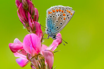 Obraz premium Macro shots, Beautiful nature scene. Closeup beautiful butterfly sitting on the flower in a summer garden.