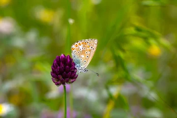 Rolgordijnen Macro shots, Beautiful nature scene. Closeup beautiful butterfly sitting on the flower in a summer garden. © blackdiamond67