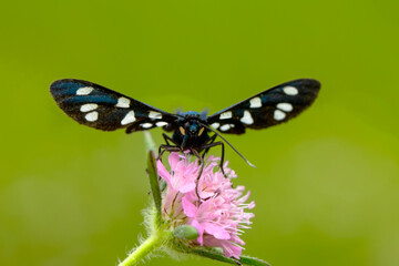 Macro shots, Beautiful nature scene. Closeup beautiful Grizzled Skippers  sitting on the flower in a summer garden.