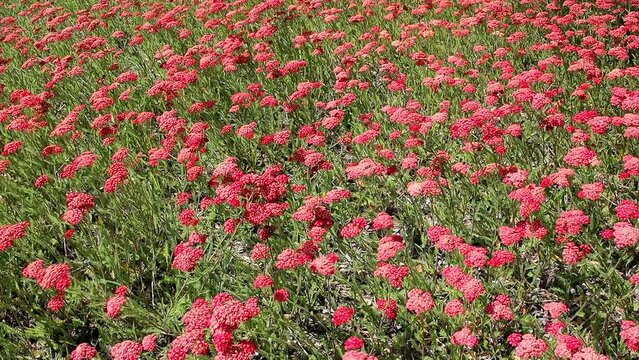 Blooming red yarrow in an outdoor meadow swayed by the wind on a summertime sunny day