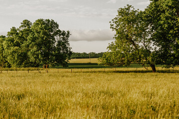 Missouri Pasture © Kara