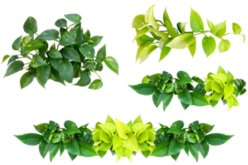 観葉植物ポトスの切抜き4種類